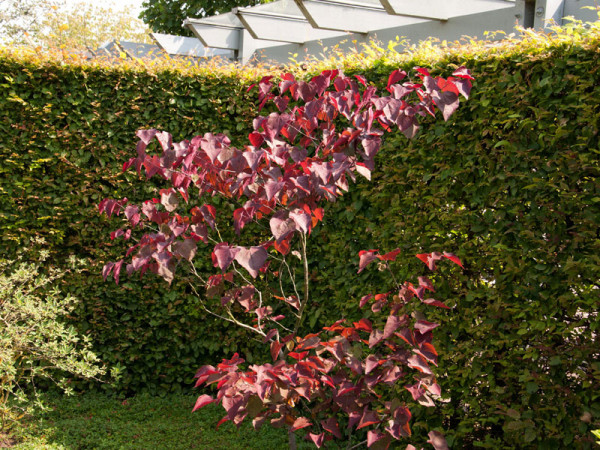 Cercis canadensis &#039;Forest Pansy&#039;, Judasbaum