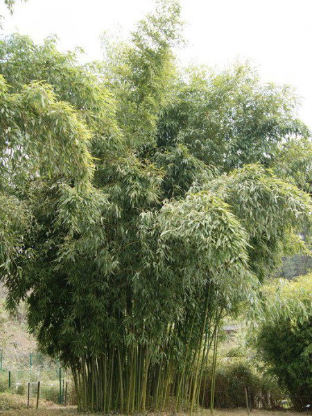Phyllostachys viridiglaucescens, Grüner Pulver Bambus