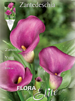 Calla &#039;Violett&#039;, Zantedeschia (Art.Nr. 522168)