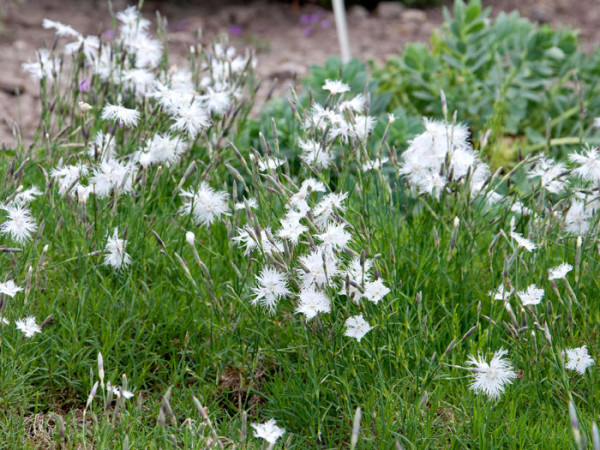 Dianthus arenarius, Sandnelke, Heidenelke