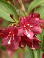 Weigela 'Eva Rathke', Weigelie