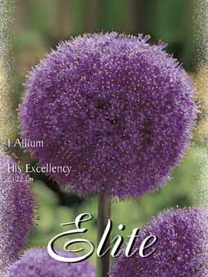 Allium &#039;His Excellency&#039; (Art.Nr. 596312)