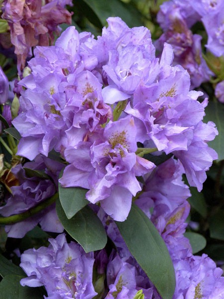 Rhododendron &#039;Fastuosum Flore Pleno&#039;