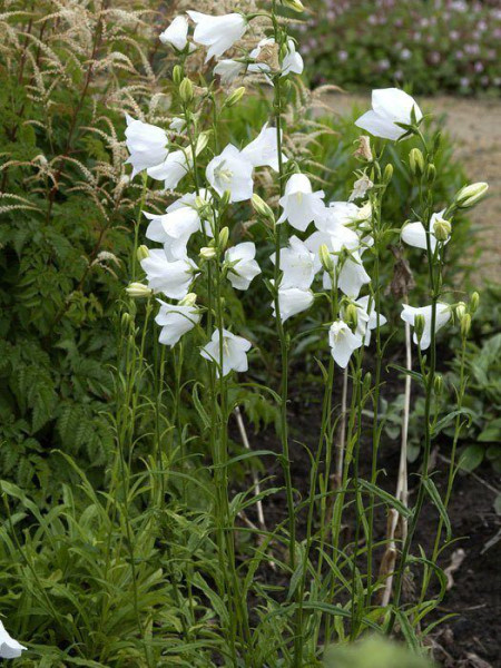 Campanula persicifolia &#039;Grandiflora Alba&#039;, Pfirsichblättrige Glockenblume