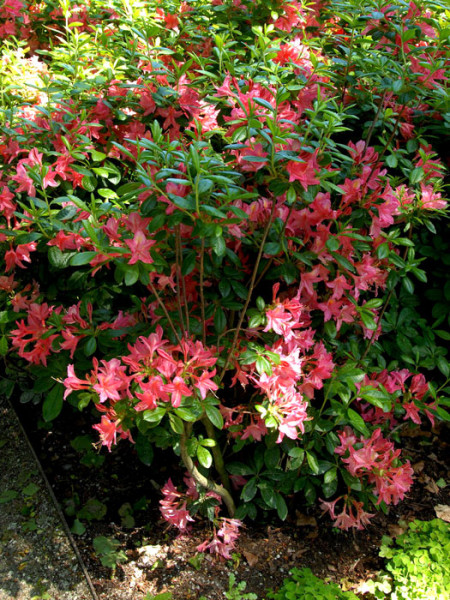 Rhododendron luteum &#039;Jolie Madame&#039;, sommergrüne japanische Gartenazalee