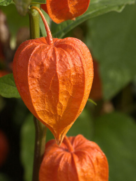 Physalis franchetii, Lampionblume, Blasenkirsche