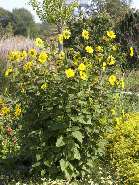 Helianthus decapetalus &#039;Capenoch Star&#039;, Stauden-Sonnenblume