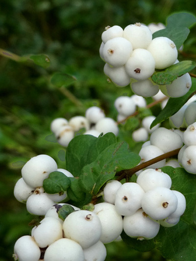 Schneebeere Beernenschmuck