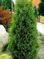 Thuja occidentalis 'Columna', Säulen-Lebensbaum