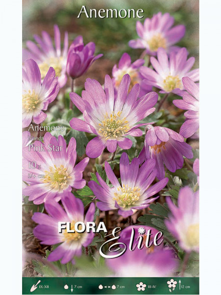 Anemone Blanda &#039;Pink Star&#039; (Art.Nr. 596403)