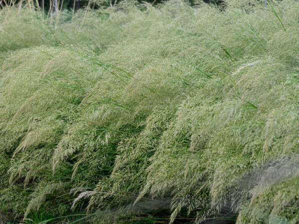 Achnatherum calamagrostis &#039;Algäu&#039;, (Syn.: Stipa lasiagrostis &#039;Algäu&#039;), Silber-Ährengras, Föhngras, Ränkegras