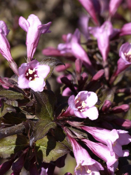 Purpurweigelie mit rotem Blatt