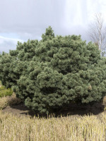 Pinus sylvestris 'Watereri', Silberkiefer