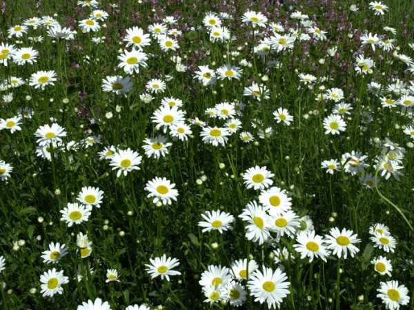 Leucanthemum vulgare &#039;Maikönigin&#039;, Sommer-Margerite, Wiesen-Margerite