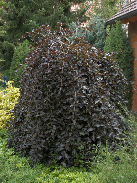 Fagus sylvatica &#039;Purpurea Pendula&#039;, Schwarzrote Hängeblutbuche