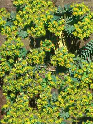 Euphorbia myrsinites, Walzenwolfsmilch