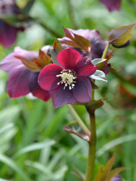 Helleborus orientalis &#039;Red Hybrid&#039; (M), Lenzrose, Christrose, Nieswurz