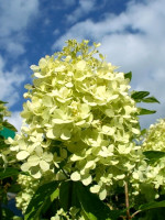 Hydrangea paniculata 'Limelight'®, Rispen-Hortensie