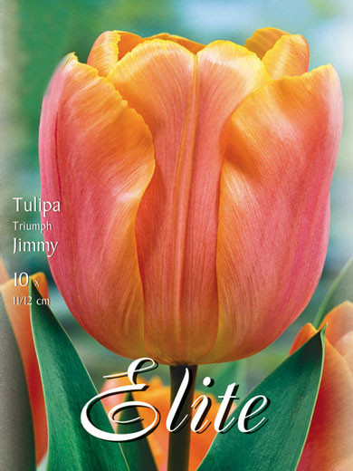 Triumph-Tulpe &#039;Jimmy&#039; (Art.Nr. 595229)