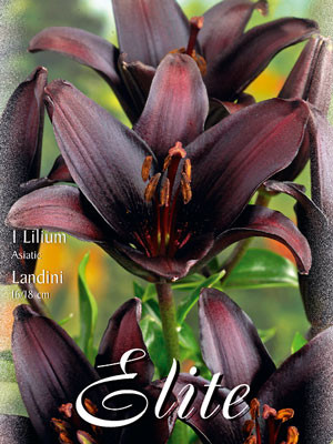 Asiatische Lilien-Hybride &#039;Landini&#039; (Art.Nr. 597082)