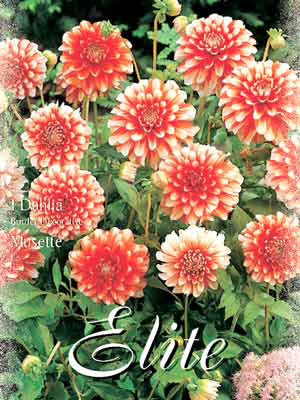 Beet-Dahlie &#039;Musette&#039;, Dahlia (Art.Nr. 520390)