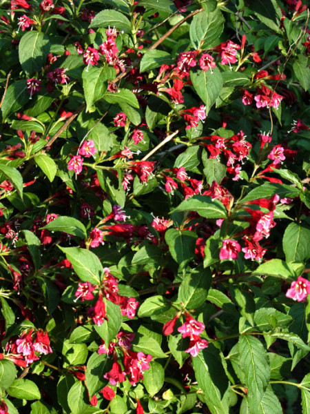Weigelie Bristol Ruby Blüten