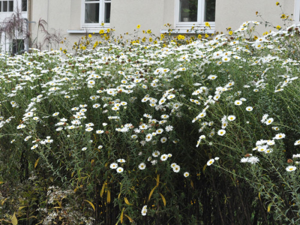 Aster novae-angliae &#039;Herbstschnee&#039;, Raublatt-Aster