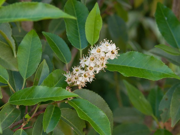 Prunus lusitanica &#039;Angustifolia&#039;, Portugiesischer Kirschlorbeer