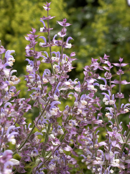 Salvia sclarea, Muskateller-Salbei