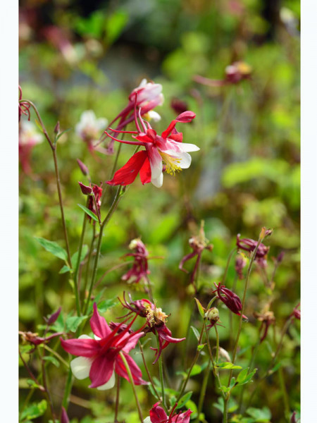 Aquilegia caerulea &#039;Crimson Star&#039; syn. &#039;Rotstern&#039;, Rote Akelei, nordamerikanische Akelei