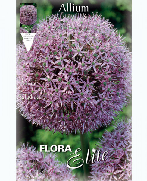 Allium &#039;Gladiator&#039; (Art.Nr. 5963050)