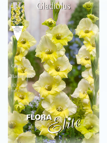 Großblumige Gladiole &#039;Banana Ice&#039;, Gladiolus (Art.Nr. 5212454)