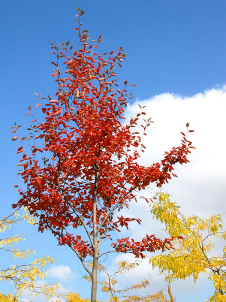 Amelanchier lamarckii, Felsenbirne - Hochstamm