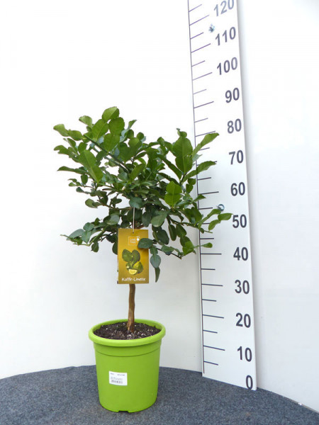 Limettenbaum &#039;Kaffir-Limette&#039; - Lime Time®