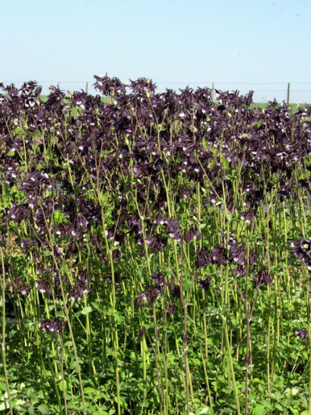 Aquilegia vulgaris &#039;William Guiness&#039;, Purpur-Akelei