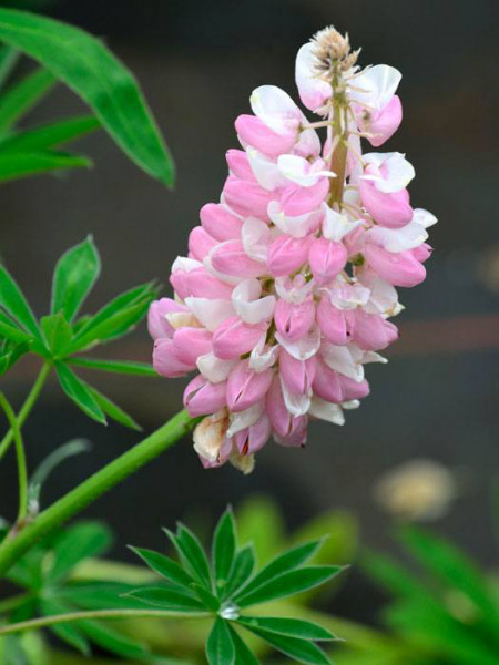 Lupinus nanus &#039;Gallery Rose Shades&#039;, Lupine, Wolfsbohne