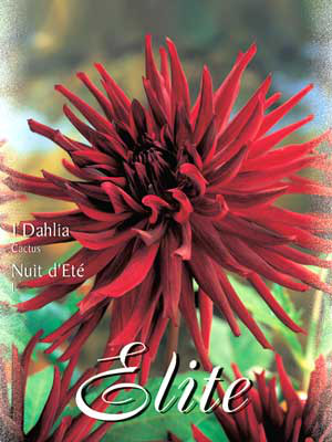 Kaktus-Dahlie 'Nuit d' Ète`', Dahlia (Art.Nr. 520060)