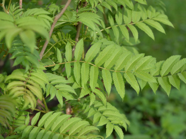 Sorbaria sorbifolia, Sibirische Fiederspiere