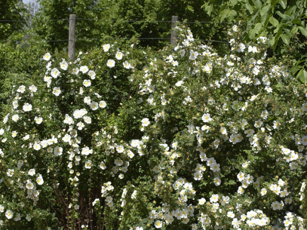 Rosa pimpinellifolia (spinosissima), Bibernellrose