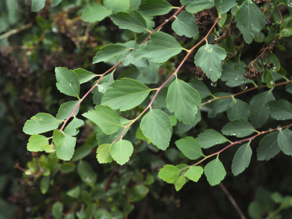 Prachtspiere Blatt