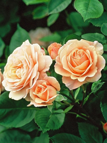Blüte der Rose Charles Austin