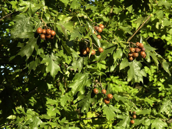 Elsbeere, Sorbus torminalis