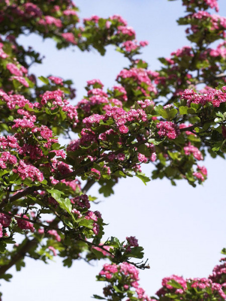 Crataegus laevigata Paul&#039;s Scarlet, Rotdorn - Hochstamm