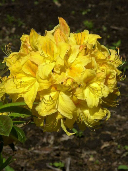 Rhododendron luteum &#039;Golden Sunset&#039;, sommergrüne japanische Gartenazalee