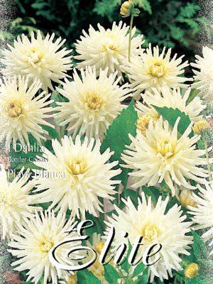 Beet-Dahlie &#039;Playa Blanca&#039;, Dahlia (Art.Nr. 520324)