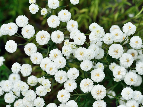 Achillea ptarmica &#039;The Pearl&#039; (Syn.&#039;Schneeball&#039;, &#039;die Perle&#039;), Sumpfschafgarbe, gefüllte Bertramsgarbe