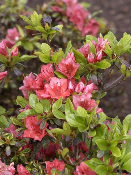 Rhododendron obtusum &#039;Satschiko&#039;, wintergrüne japanische Zwergazalee