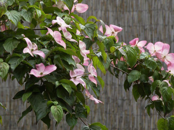 Zweig eines blühenden Blumenhartriegels 'Satomi'