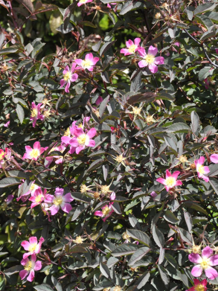 Rosa glauca, rotblättrige Rose, blaue Hechtrose