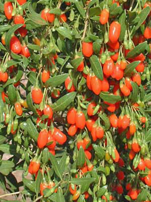 Goji-Beere &#039;Synthia&#039; (Lycium barbarum Synthia)